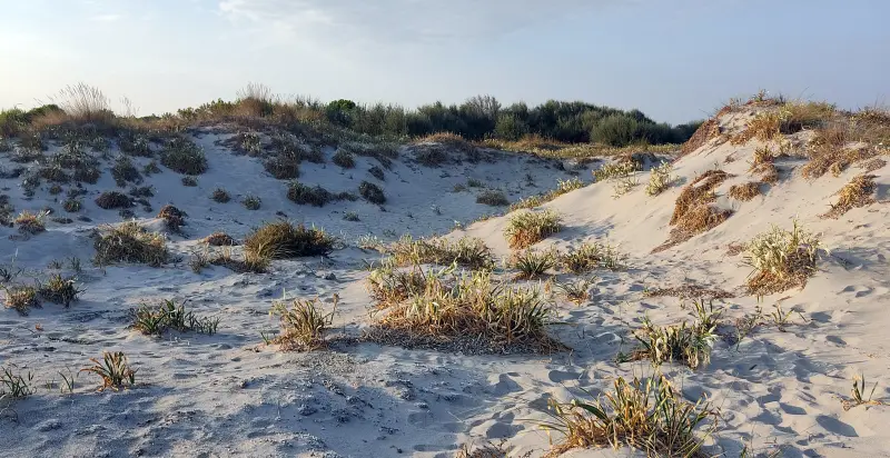 Duinen met lelies aan een strand op Limnos