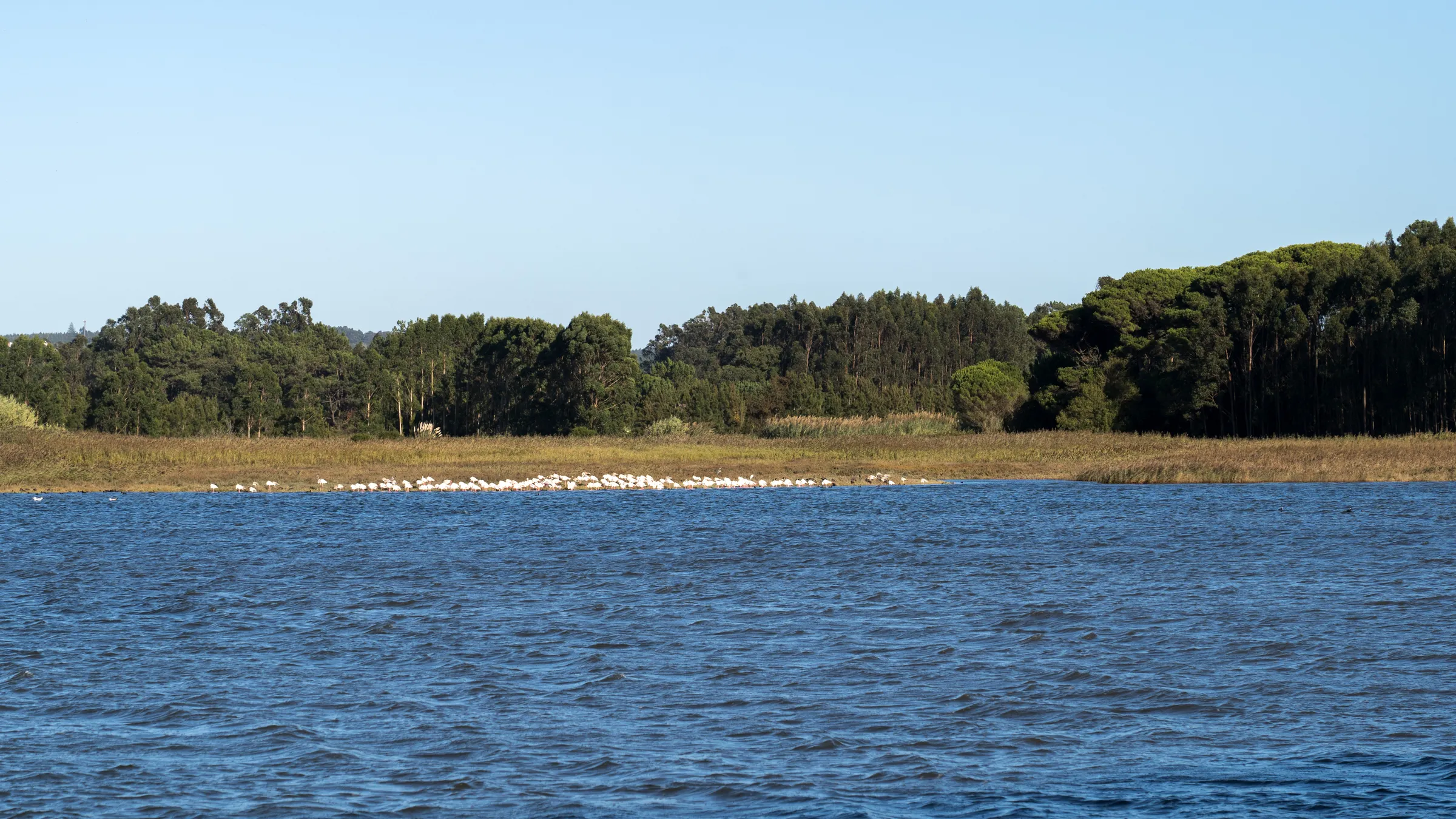 Het water van de Lagoa de Óbidos met een zandbank en een dennenbos aan de oever