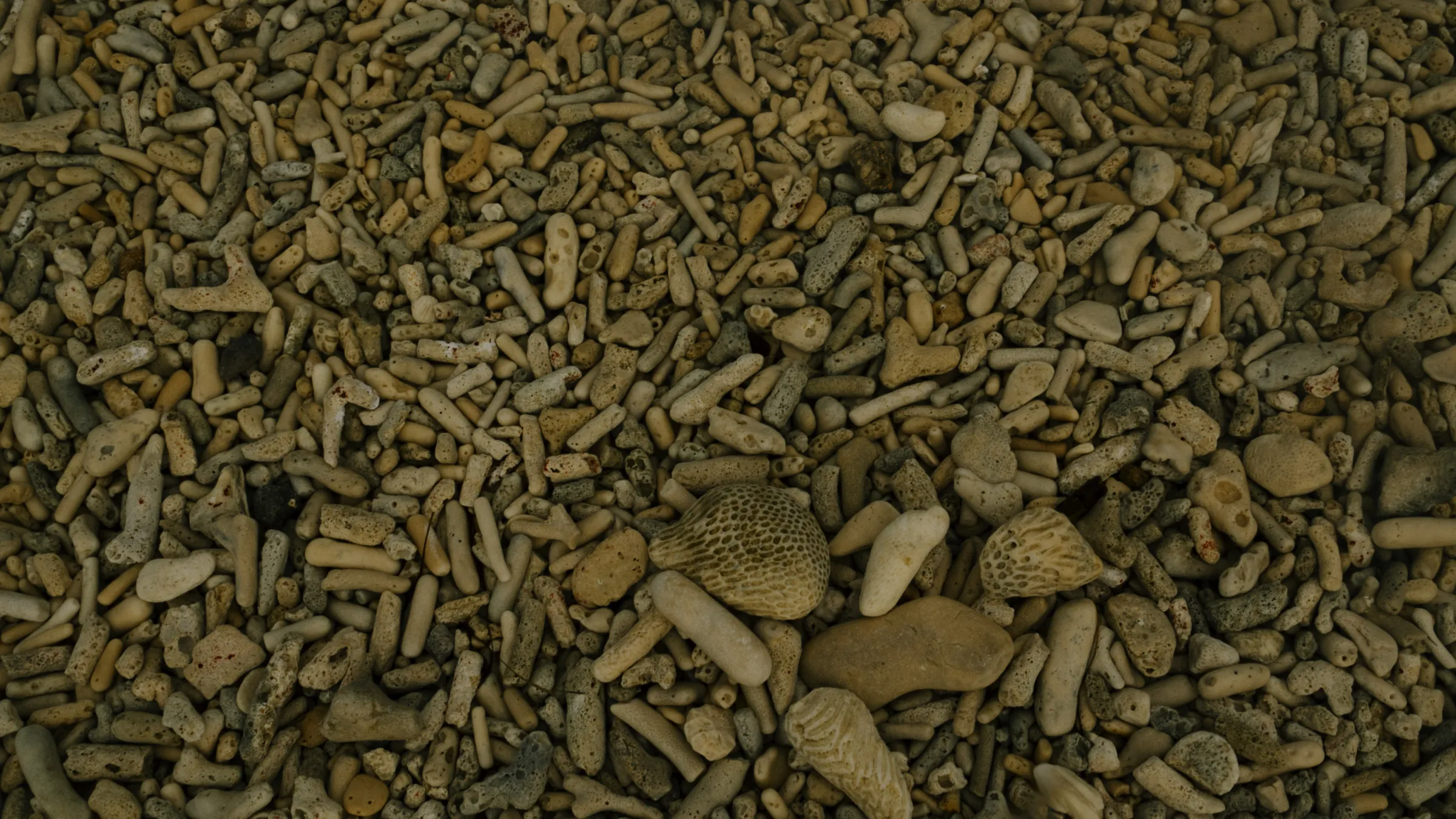 Koraalgruis en schelpen op het strand aan de zuidwestkust van Bonaire