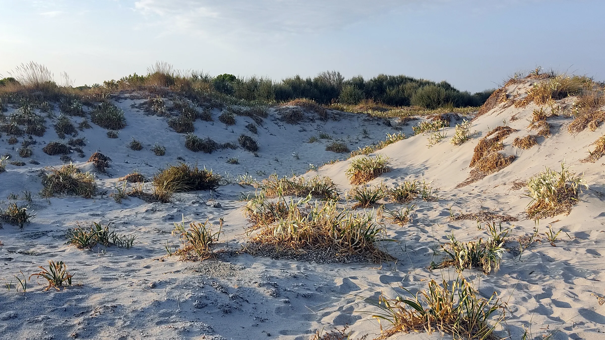 Zandduinen met zeelelies achter het strand van Keros op Limnos